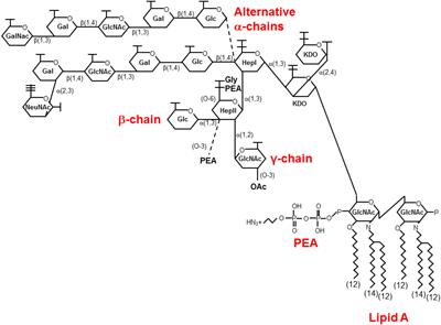 Structure-Function Relationships of the Neisserial EptA Enzyme Responsible for Phosphoethanolamine Decoration of Lipid A: Rationale for Drug Targeting